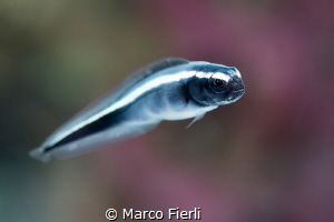 Convict Blenny, Portrait
3931 X 2621 by Marco Fierli 
